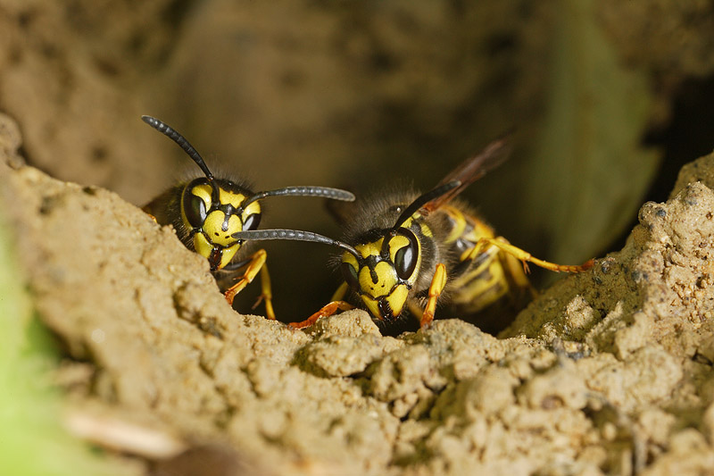 Nido di Vespula germanica